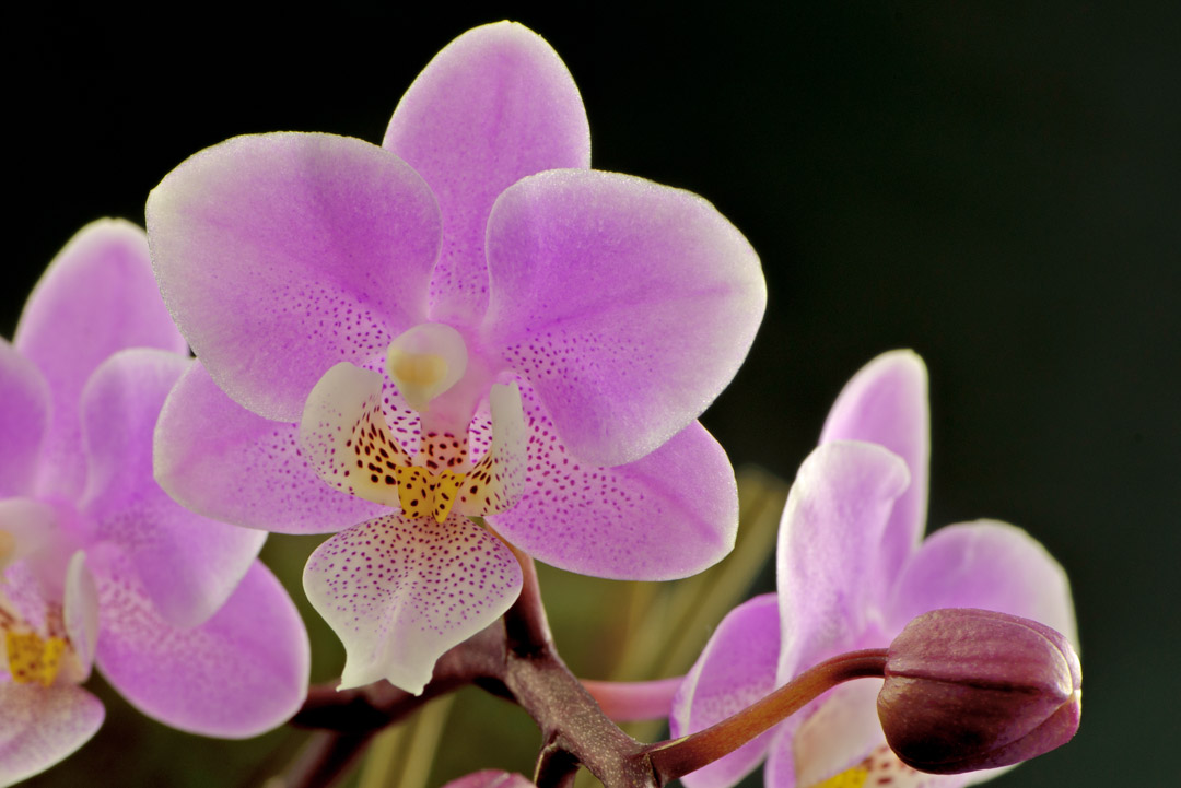 Makroaufnahme einer Orchidee